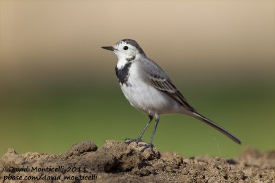 White Wagtail (Motacilla alba)_Al Abraq (Kuwait)
