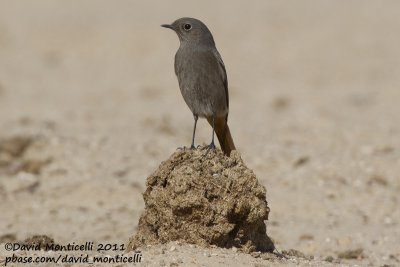 Black Redstart (Phoenicurus ochruros)_Al Abraq (Kuwait)