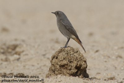 Black Redstart (Phoenicurus ochruros)_Al Abraq (Kuwait)