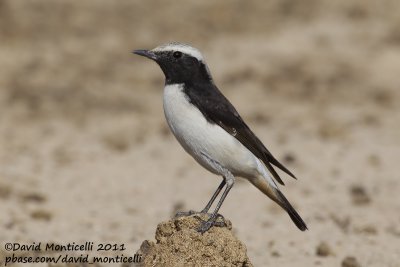 Mourning Wheatear (Oenanthe lugens)(ssp persica)_Al Abraq (Kuwait)