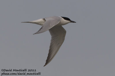 Gull-billed Tern (Gelochelidon nilotica)_Sulaibikhat beach (Kuwait)