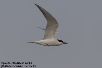 Gull-billed Tern (Gelochelidon nilotica)_Sulaibikhat beach (Kuwait)