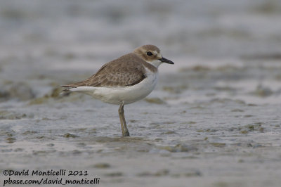 Greater Sand Plover (Charadrius leschenaultii)_Sulaibikhat beach (Kuwait)