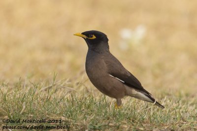 Common Myna (Acridotheres tristis)_Green Island, Kuwait City (Kuwait)