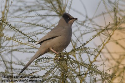 Grey Hypocolius (Hypocolius ampelinus)_Green Island, Kuwait City (Kuwait)