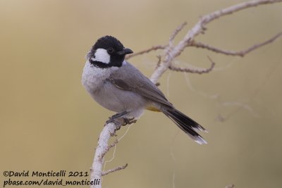 White-eared Bulbul (Pycnonotus leucotis)_Green Island, Kuwait City (Kuwait)