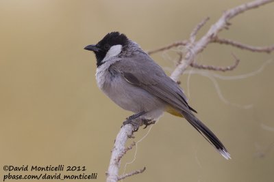 White-eared Bulbul (Pycnonotus leucotis)_Green Island, Kuwait City (Kuwait)
