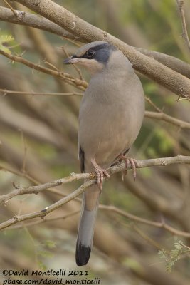Grey Hypocolius (Hypocolius ampelinus)_Green Island, Kuwait City (Kuwait)