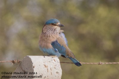 Indian Roller (Coracias benghalensis)_Pivot Fields (Kuwait)