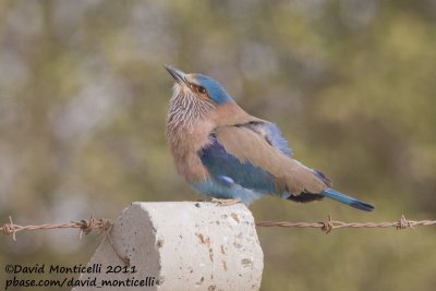 Indian Roller (Coracias benghalensis)_Pivot Fields (Kuwait)