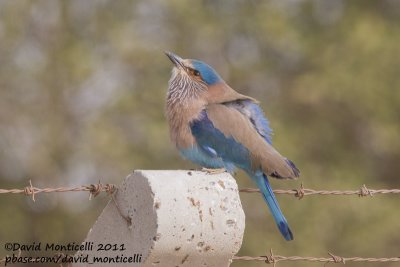 Indian Roller (Coracias benghalensis)_Pivot Fields (Kuwait)