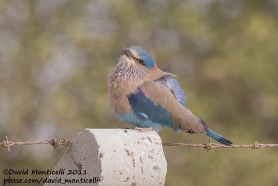 Indian Roller (Coracias benghalensis)_Pivot Fields (Kuwait)