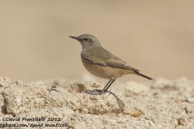Red-tailed Wheatear (Oenanthe chrysopygia)_SAANR (Kuwait)