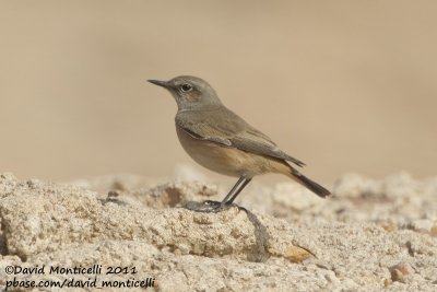 Red-tailed Wheatear (Oenanthe chrysopygia)_SAANR (Kuwait)