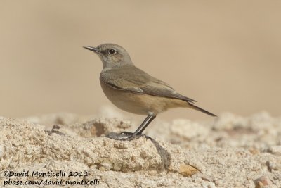 Red-tailed Wheatear (Oenanthe chrysopygia)_SAANR (Kuwait)