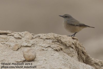 Red-tailed Wheatear (Oenanthe chrysopygia)_SAANR (Kuwait)