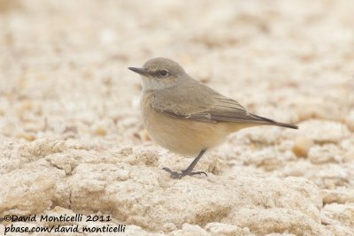 Red-tailed Wheatear (Oenanthe chrysopygia)_SAANR (Kuwait)