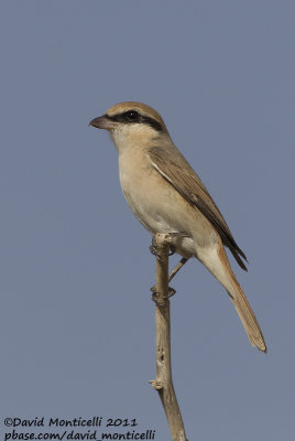Turkestan Shrike (Lanius phoenicuroides)_SAANR (Kuwait)