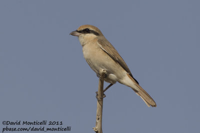 Turkestan Shrike (Lanius phoenicuroides)_SAANR (Kuwait)