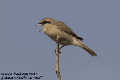 Turkestan Shrike (Lanius phoenicuroides)_SAANR (Kuwait)