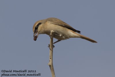 Turkestan Shrike (Lanius phoenicuroides)_SAANR (Kuwait)