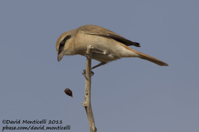 Turkestan Shrike (Lanius phoenicuroides)_SAANR (Kuwait)