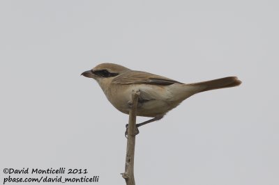 Turkestan Shrike (Lanius phoenicuroides)_SAANR (Kuwait)