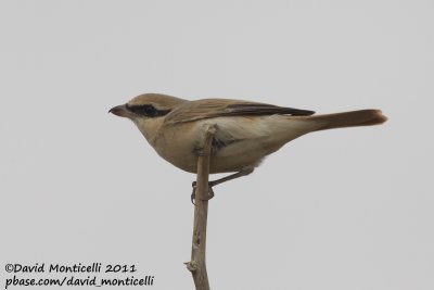 Turkestan Shrike (Lanius phoenicuroides)_SAANR (Kuwait)