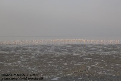 Greater Flamingos (Phoenicopterus roseus)_Sulaibikhat beach (Kuwait)