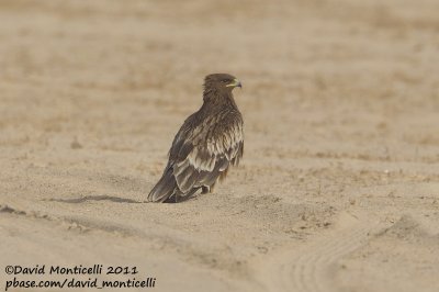 Greater Spotted Eagle (Aquila clanga)_Pivot Fields (Kuwait)