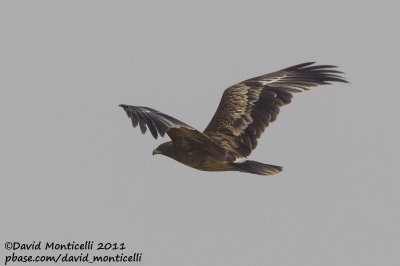 Greater Spotted Eagle (Aquila clanga)_Pivot Fields (Kuwait)