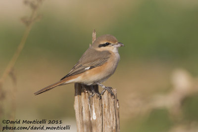 Daurian Shrike (Lanius isabellinus)_Pivot Fields (Kuwait)