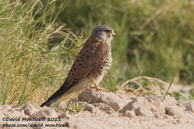 Common Kestrel (Falco tinnunculus)_Pivot Fields (Kuwait)