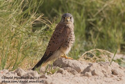 Common Kestrel (Falco tinnunculus)_Pivot Fields (Kuwait)