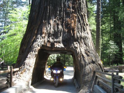 Big Trees at end of Hwy 1