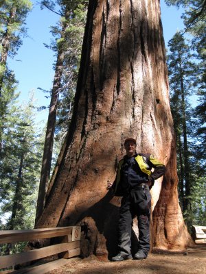 Tolumne Grove - Giant Sequoias