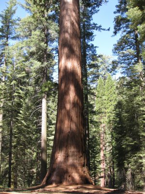 Tolumne Grove - Giant Sequoias