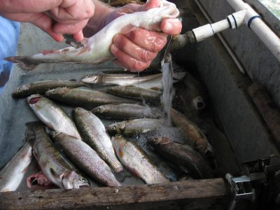 Caught our limit of trout