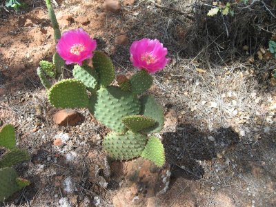 Zion Park trail to west ridge