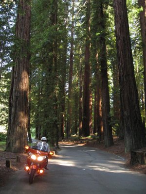 Richardson Grove Redwoods dwarfs bike