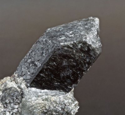 25 mm Forsterite crystal in 5 cm matrix. Kovdor Phlogopite Mine, Kovdor Massif, Kola, Russian Federation.