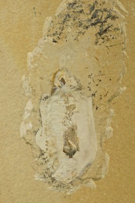 Glyphiteuthis sp, vampyropod coleoid, Trachyteuthididae, Cenomanian, Hjula, Lebanon.