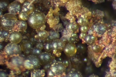 Beudantite with carminite, detail of 2 cm specimen. Deer Hills, Caldbeck Fells, Cumbria.