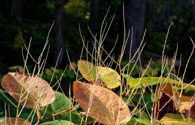 Park plant life  #2