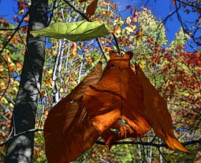 Giant fall leaves