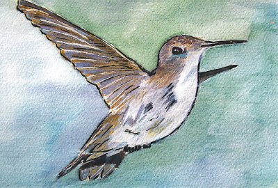 Monnie's watercolor 'Hummingbird'