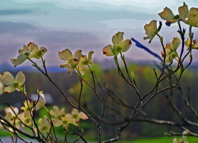 Dogwood Blossoms--4/23/09