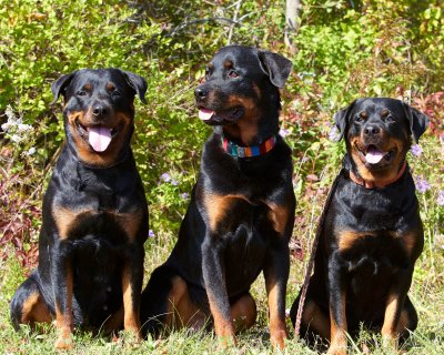 Jettabella, Jerome, and Jada ( littermates)