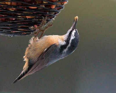 Red Breasted Nuthatch