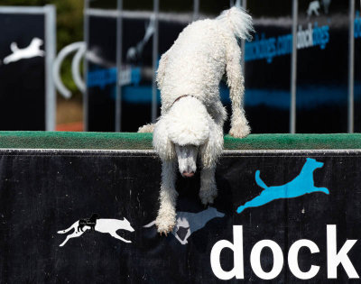 Hopkinton State Fair Dock Dogs 2012